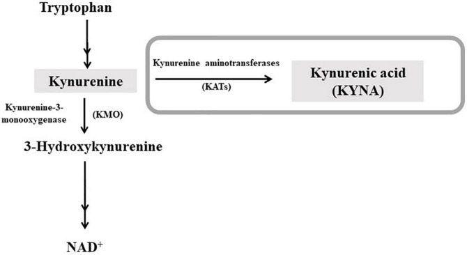 Schematic representation of the kynurenine pathway of tryptophan degradation. Kynurenic acid (KYNA) is synthesized from kynurenine by kynurenine aminotransferases (KATs). In the second ramification of the kynurenine pathway, kynurenine is metabolized by kynurenine 3-monooxygenase (KMO), leading to NAD+ as final product. For a complete representation of the pathway, see Schwarcz et al. (22).