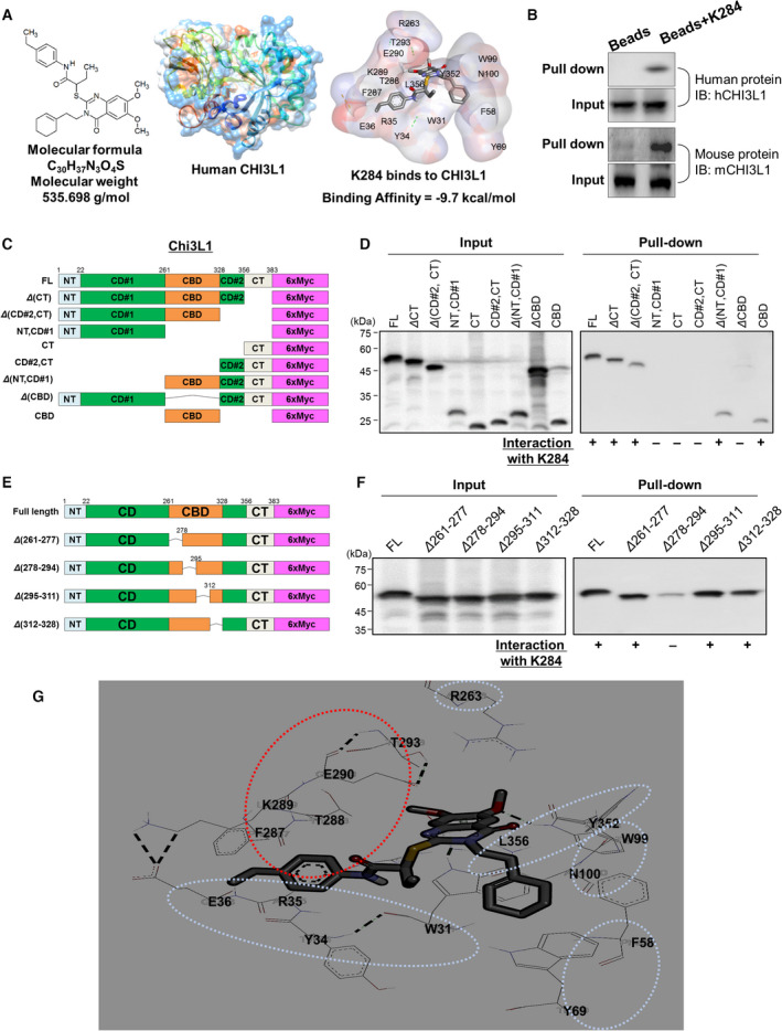 Structure of K284 and molecular binding between K284 and CHI3L1. (A) Chemical structures of K284 (left) and CHI3L1 (middle) and the docking model between K284 and CHI3L1 with the binding affinity (right). (B) Pull‐down assay showing the interaction between K284 and human or mouse CHI3L1. K284 was conjugated with epoxy‐activated Sepharose 6B. (C) Schematic domain structures of 6×Myc‐tagged human CHI3L1 partly deleted mutants. (D) Pull‐down assay showing the interaction between K284 and mutated human CHI3L1. Lane 1, size marker; lane 2, FL CHI3L1‐6×Myc; lane 3, ΔCT CHI3L1‐6×Myc; lane 4, Δ(CD#2 and CT) CHI3L1‐6×Myc; lane 5, Δ(NT and CD#1) CHI3L1‐6×Myc; lane 6, ΔCT CHI3L1‐6×Myc; lane 7, Δ(CD#2 and CT) of CHI3L1‐6×Myc; lane 8, Δ(NT and CD#1) CHI3L1‐6×Myc; lane 9, ΔCBD CHI3L1‐6×Myc; and lane 10, CBD of CHI3L1‐6×Myc. K284 was conjugated with epoxy‐activated Sepharose 6B. Supernatants of immunoprecipitated samples were loaded as ‘Input’, and the precipitated samples were loaded as ‘Pull‐down’. (E) Schematic domain structures of 6×Myc‐tagged human CHI3L1 partly deleted mutants of the chitin‐binding domain. (F) Pull‐down assay showing the interaction between K284 and mutated human CHI3L1. Lane 1, size marker; lane 2, full‐length CHI3L1‐6×Myc; lane 3, Δ261‐277 CHI3L1‐6×Myc; lane 4, Δ278‐294 CHI3L1‐6×Myc; lane 5, Δ295‐311 CHI3L1‐6×Myc; and lane 6, Δ312‐328 CHI3L1‐6×Myc. K284 was conjugated with epoxy‐activated Sepharose 6B. Supernatants of immunoprecipitated samples were loaded as ‘Input’, and the precipitated samples were loaded as ‘Pull‐down’. (G) Docking model of K284 to amino acids of CHI3L1.