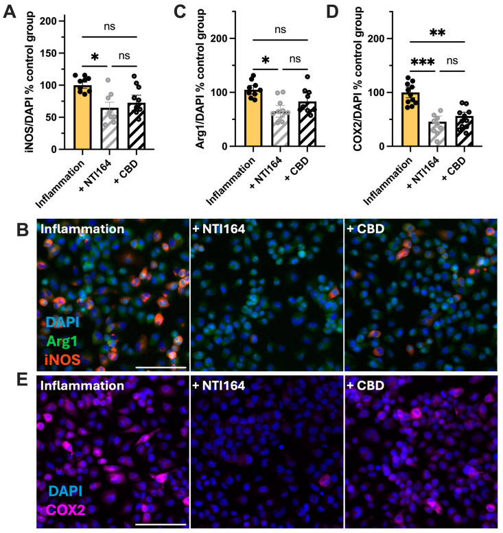 Effect of NTI-164 and CBD on the expression of inflammatory markers in BV-2 microglia cells exposed to excipient + IL-1β and IFNγ (inflammation, yellow) and inflammation + NTI164 (+NTI164, grey hatched) and inflammation + CBD (+CBD, black hatched) in (A,B) inducible-nitric oxide synthase (iNOS), (C) arginase-1 (Arg1) and (D,E) expression of cyclo-oxygenase-2 (COX2) protein normalised to DAPI-positive cell number in the control group (PBS only). Scale bar = 100 µM. Mean ± SEM, n = 8–9. One-way ANOVA, with post hoc test as indicated on the graphs. Significance set at *, p < 0.05; **, p < 0.01; ***, p < 0.001. ns = p > 0.05.