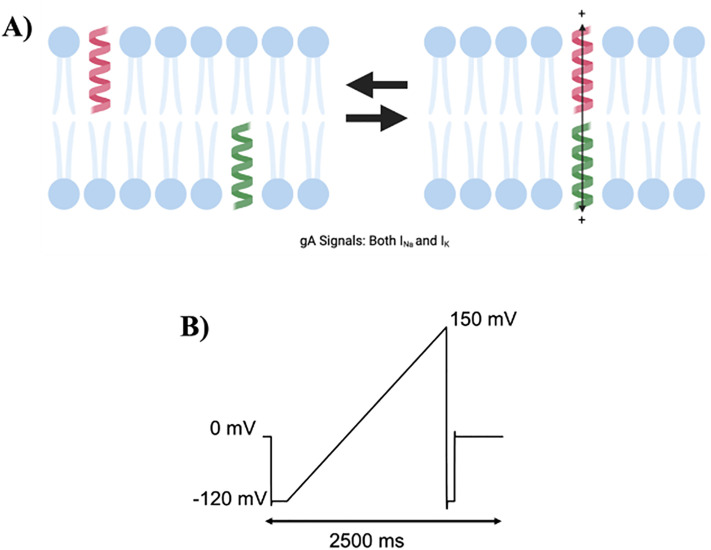 Gramicidin (gA) currents used to monitor changes in membrane elasticity/stiffness.A) Cartoon of gramicidin dimerization to form a conducting cationic pore. B) Voltage protocol applied to obtain gramicidin current. Cells were held at 0 mV, followed by a step down to −120 mV and ramping up to +150 mV over 2500 milliseconds. gA currents were assessed before and after the addition of endocannabinoids in pair-wised experiments.