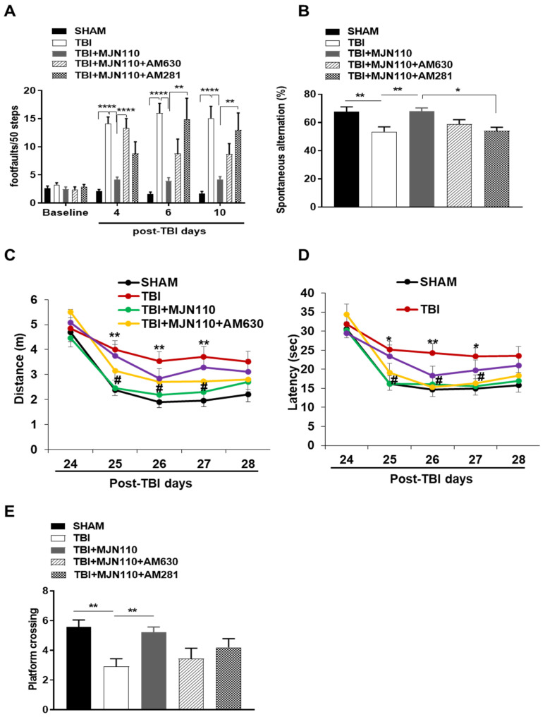 TBI-induced motor and working memory deficits, but not the alteration of spatial learning and memory were attenuated by MJN110 through cannabinoid receptor activation. (A) In Beam walk test, the number of foot faults per 50 steps was assessed at 4, 6 and 10 days post-TBI. (** p < 0.01 and **** p < 0.0001. n = 10 animals in each group). (B) On day 13 post injury, spontaneous alternation in Y maze test was examined (* p < 0.05, and ** p < 0.01). (C,D) Morris water maze test was conducted to assess spatial learning at 24–28 days post-TBI (* p < 0.05 and ** p < 0.01 comparing sham vs. TBI groups; # p < 0.05 comparing TBI vs. TBI + MJN110 (2.5 mg/kg) groups), and (E) the probe trial to assess memory was performed on day 29 post-TBI. (** p < 0.01). n = 10 animals in each group; Bars represent means ± SEM.