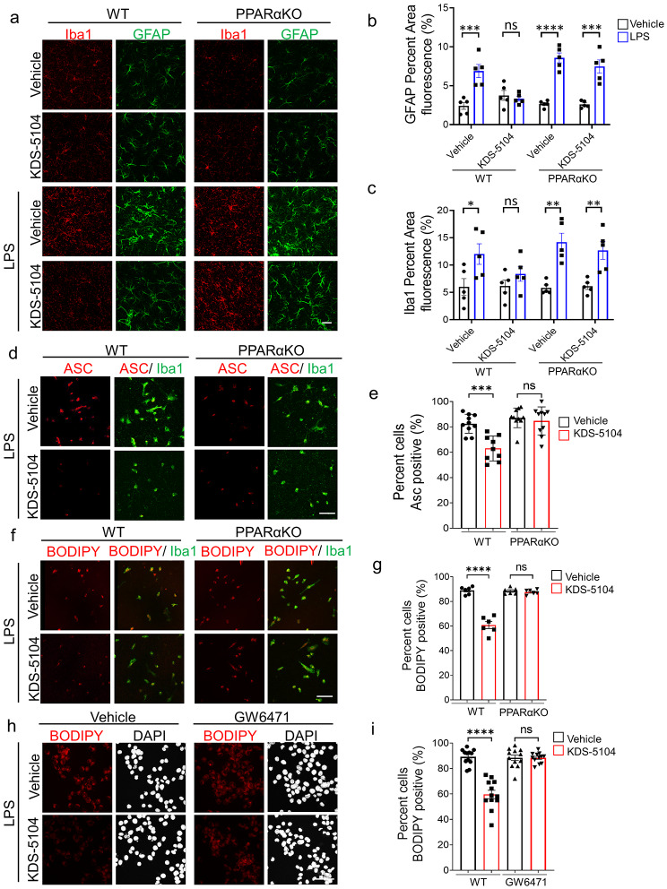 KDS-5104 reduces LPS-induced inflammation and lipid droplet formation via PPARα activation. (a) Representative images of Iba1 and GFAP from 4-month-old WT and PPARαKO mice pretreated with vehicle or 10 mg/kg KDS-5104 (i.p.) for 24 h, followed by a co-treatment of LPS (2 mg/kg, i.p.) and KDS-5104 (10 mg/kg, i.p.) for 18 h. (b) Quantification of GFAP fluorescent area (n = 5 mice/group). (c) Quantification of Iba1 fluorescent area (n = 5 mice/group). (d) Representative images of ASC speck (red) in primary WT and PPARαKO microglia cultures pretreated with vehicle or KDS-5104 for 18 h before addition of LPS. (e) Quantification of percentage of ASC positive cells (n = 9/group). (f) Same as (d) except BODIPY + lipid droplet was imaged. (g) Quantification of percentage of BODIPY positive cells (n = 6/group). (h) Representative images of lipid droplet formation by BODIPY (red) and DAPI (white) in vehicle or KDS-5104 pretreated and LPS induced BV2 cells without or with GW6471. (i) Quantification of percentage of BODIPY cells (n = 12/group). Scale bar: 100 μm. For all panels, data are presented as mean ± SEM. ns: non- significant, *p < 0.05, **p < 0.01, ***p < 0.001, ****p < 0.0001. One way ANOVA with Tukey’s multiple comparisons tests as the post hoc analysis