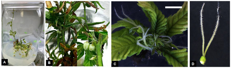 In vitro flowering in Cannabis sativa L. Occurrence of male (A,B) and female inflorescences (C) in proliferating shoot cultures. Female flower parts including the stigma, style and ovary (D). Scale bars: (C) = 10 mm, (D) = 1 mm.