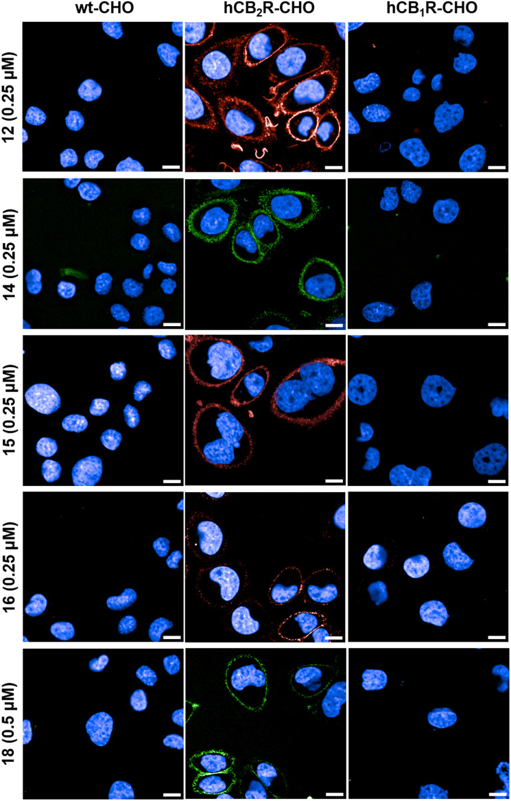 Time-lapse confocal microscopy in live cells. The wild type (wt) and overexpressing hCB2R- and hCB1R-CHO cells were co-stained with probes 12, 14–16 and 18 and Hoechst 33342 (blue, nucleus counterstain). The images were recorded 10 min after probe incubation. Images are representative of two independent experiments. Scale bars, 10 μm.