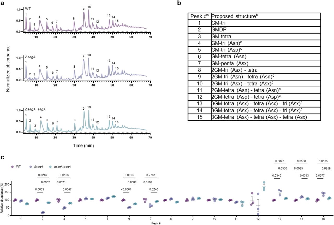 Inactivation of peptidoglycan remodeling in VREfm.a, Representative LC-MS chromatograms of mutanolysin-digested peptidoglycan isolated from sacculi of VREfm ERV165 strains. b, Composition of peptidoglycan isolated from VREfm sacculi. a Peak numbers refer to a. b GM, disaccharide (GlcNAc-MurNAc); 2 GM, disaccharide-disaccharide (GlcNAc-MurNAc-GlcNAc-MurNAc); 3 GM, disaccharide-disaccharide-disaccharide (GlcNAc-MurNAc-GlcNAc-MurNAc-GlcNAc-MurNAc); GM-Tri, disaccharide tripeptide (L-Ala-D-iGln-L-Lys); GM-Tetra, disaccharide tetrapeptide (L-Ala-D-iGln-L-Lys-D-Ala); GM-Penta, disaccharide pentapeptide (L-Ala-D-iGln-L-Lys-D-Ala-D-Ala). c The assignment of the amide and the hydroxyl functions to either peptide stem is arbitrary. Masses and retention time of peptidoglycan fragments are in Extended Data Table 12. c, Normalized abundance (relative to WT) of peptidoglycan fragments isolated from mutanolysin-digested sacculi of VREfm and analyzed by LC-MS. For c peak numbers indicate corresponding peptidoglycan fragment from LC-MS analysis listed in (a), data are mean ± S.D., n=3 biological replicates, analyzed with uncorrected Fisher’s LSD post-test, and p values of significant differences are indicated.