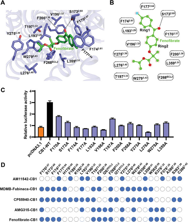 Architecture of the fenofibrate binding site in CB1. A) Interactions between fenofibrate (green) with CB1 (slate blue). Polar interactions are shown as dashed lines. B) 2D representation of contacts between CB1 and ligand fenofibrate shown in A. C) Mutational effects of CB1's orthosteric pocket on fenofibrate (5 µm) induced increased calcium activities. Data are shown as the mean ± s.e.m. from three independent measurements. D) Interaction differences in the orthosteric pocket of the CB1 bound by fenofibrate and other agonists (PDB code: 5XRA, 6N4B, 6KQI, and 8GHV).
