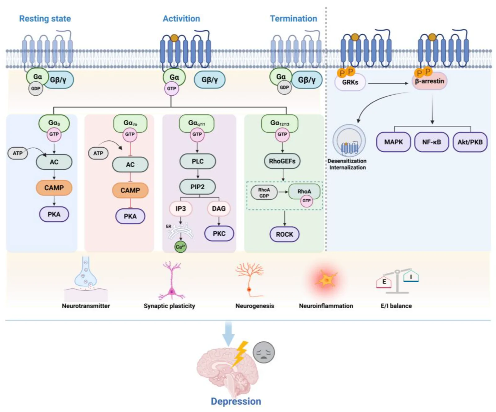GPCR-mediated signaling pathways involved in depression (created with BioRender.com). GPCRs regulate intracellular signaling through two major pathways: heterotrimeric G protein-dependent signaling and β-arrestin-dependent signaling pathways. Ligand-induced GPCR activation promotes Gα-mediated signaling through four major G protein families (Gαs, Gαi/o, Gαq/11, and Gα12/13), leading to regulation of downstream effectors involved in neurotransmitter homeostasis, synaptic plasticity, neurogenesis, and neuroinflammation. Activated GPCRs can also undergo GRK-mediated phosphorylation and β-arrestin recruitment, triggering receptor desensitization/internalization and downstream signaling cascades, including the MAPK, NF-κB, and Akt/PKB pathways. Natural products may modulate GPCR-associated antidepressant mechanisms at multiple levels, including receptor activation/conformation, G protein or β-arrestin signaling, and downstream intracellular pathways. Black arrows indicate activation or positive regulation, whereas red blunt arrows indicate inhibition or negative regulation. AC, adenylyl cyclase; cAMP, cyclic adenosine monophosphate; DAG, diacylglycerol; GDP, guanosine diphosphate; GPCR, G protein-coupled receptor; GRK, G protein-coupled receptor kinase; GTP, guanosine triphosphate; IP3, inositol 1,4,5-trisphosphate; PIP2, phosphatidylinositol-4,5-bisphosphate; PKA, protein kinase A; PKC, protein kinase C; PLC, phospholipase C; RhoA, Ras homolog family member A; RhoGEF, Rho guanine nucleotide exchange factor; ROCK, Rho-associated coiled-coil-containing kinase.