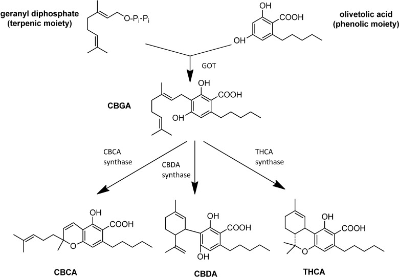 The biosynthesis of the main cannabinoids.