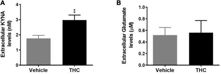 Basal extracellular kynurenic acid (KYNA; panel A) and glutamate (panel B) levels in the medial prefrontal cortex of adult [post-natal day (PND) 75] male rats chronically exposed to delta 9-tetrahydrocannabinol (THC) or its vehicle (cremophor and saline 1:1:18; Vehicle) during the adolescent period. Ascending doses of THC or its vehicle were administered by i.p. to adolescent rats, from PD 35 to PD 45, wh. Data are the mean ± standard error of the mean (SEM); n = 5/6 male rats/group. **p < 0.01 significantly different from the respective vehicle group based on Student’s t-test.