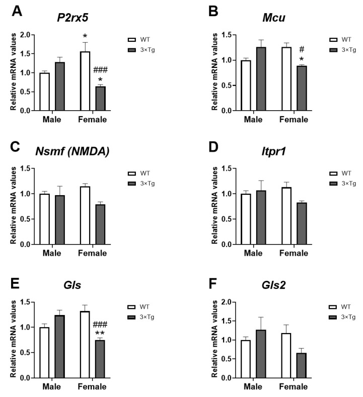 Ca2+ signaling mRNA expression: P2rx5 (A), Mcu (B), Nsmf (C), Itpr1 (D), Gls (E), and Gls2 (F) in hippocampal astrocytes from offspring born to 3×Tg-AD and non-Tg (WT) mice. Data are expressed as the mean ± S.E.M. Tukey or single-effect analysis: */** p < 0.05/0.01 vs. males (sex difference); #/### p < 0.05/0.001 vs. same-sex WT group.