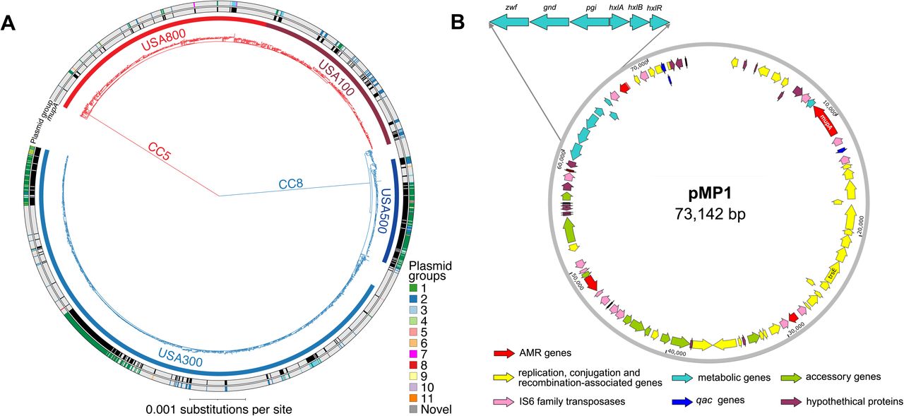 Distribution and characteristics of mupA-containing plasmids among epidemic MRSA lineages.(A) Maximum-likelihood phylogeny of CC5 and CC8 MRSA isolates from the surveillance cohort (n = 1,945), midpoint rooted. Clonal complexes are indicated on the tree. For each patient, a single representative susceptible or resistant isolate was included (<10 patients contributed both a mupA-positive and mupA-negative isolate). Outer ring, presence of mupA (red) or absence of mupA (gray). Middle ring, MOB-suite–imputed plasmid groups. Inner ring, major epidemic lineages (CC5, USA100 and USA800; CC8, USA300 and USA500), assigned by in silico detection of lineage-defining genetic elements and color-coded as indicated. Lineages were defined by the presence of characteristic genetic markers in >70% of isolates within each clonal complex, as described.9 (B) Representative mupA-containing conjugative plasmid pMP1 (73,142 bp), illustrating Group 1, one of the three major mupA-associated plasmid groups identified in the surveillance cohort. pMP1 carries mupirocin resistance determinant mupA together with multiple insertion sequences and transposons, additional antimicrobial resistance determinants including the antiseptic resistance gene qacC, a phosphoenolpyruvate phosphatase (PPP) shunt metabolic operon, and genes involved in plasmid conjugation and mobilization. Representative plasmids from the three major plasmid groups and their structural relationships are shown in Supplementary Fig. 1.