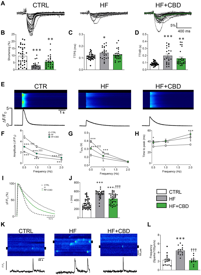 CBD Improves Cardiomyocyte Cellular Contractility and Ca2+ Handling in Mice With HFRepresentative profile of (A) cellular shortening, (B) maximal shortening, (C) time to peak shortening (TTPS), and (D) time to half relaxation (TTHR) at 0.5 Hz. (E) Representative images and fluorescence profile of Ca2+ transient at 0.5 Hz, (F) pooled data from Ca2+ transient amplitude, (G) T50%, and (H) time to peak at 0.5, 1, and 2 Hz. (I) Representative fluorescence profile and (J) pooled data of decay tau (τ) at 0.5 Hz. (K) Representative line scan from treated groups, below are shown line profiles from 2-μm regions of the selected spark (black marks in line scan images), and (L) pooled data of Ca2+ spark frequency. Control (CTRL) (dotted line), heart failure (HF) (gray line), and HF treated with CBD (HF + CBD) (green line). The group of HF + CBD was treated with 1 mg/kg of CBD. Data are presented as mean ± SEM; n = 22-39; dots represent individual cells; Kruskal-Wallis test with post hoc Dunn multiple comparisons test (B-D, J, L) or 2-way analysis of variance test with post hoc Tukey multiple comparisons test (F-H). ∗P < 0.05, ∗∗P < 0.01, and ∗∗∗P < 0.001 compared with CTRL. †P < 0.05, ††P < 0.01, and †††P < 0.001 compared with HF. Abbreviations as in Figure 1.