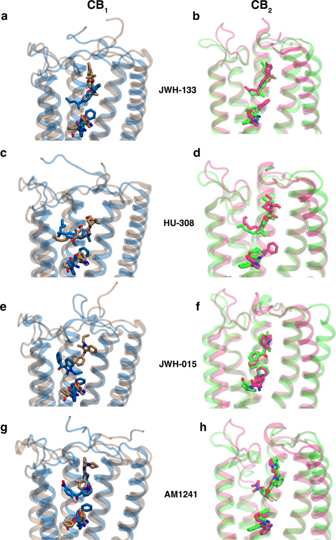 Docking poses of CB2 selective ligands in metastable states of cannabinoid receptors.Differences in most stable docking poses between active (color: Blue) and I2 (color: Brown) metastable states for CB1 for four different CB2 selective ligands (JWH-133 (a), HU-308 (c), JWH-015 (e), AM1241(g)). Differences in most stable docking poses between active (color: Magenta) and inactive (color: Green) metastable states for CB2 for four different CB2 selective ligands (JWH-133 (b), HU-308 (d), JWH-015 (f), AM1241(h)).