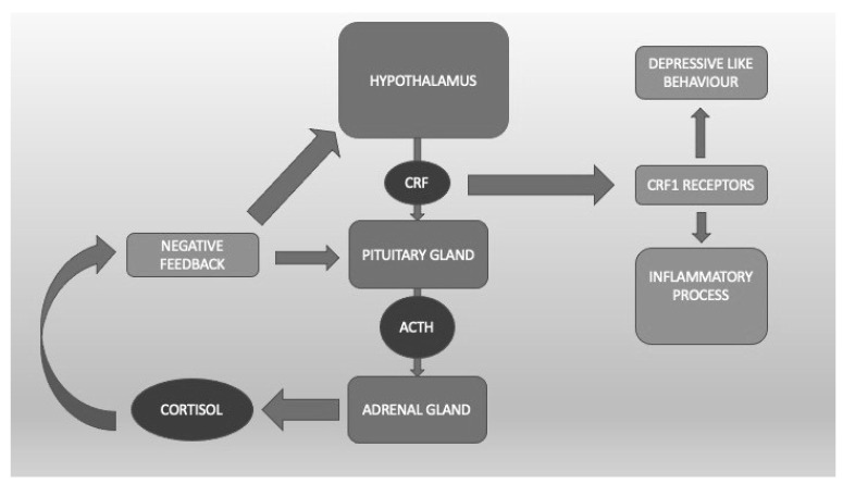 The hypothalamic-pituitary-adrenal axis. Corticotropin Releasing Factor (CRF) binds CRF1 receptors, which are linked to the inflammatory process and depressive-like behavior.