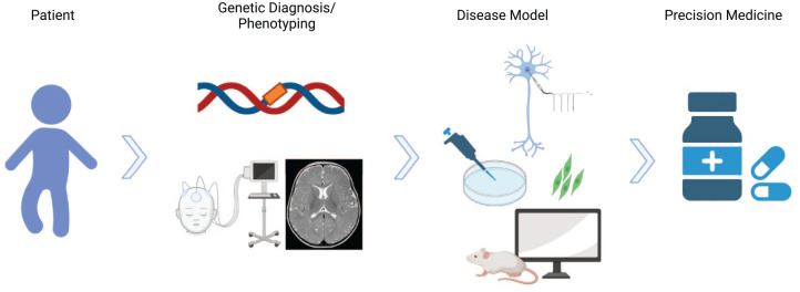 The concept of precision-based therapies in genetic epilepsy. A comprehensive knowledge of the genetic and epigenetic changes that lead to the development of the disease is needed. In a next step, preclinical in vitro and in vivo disease models are required for the development of drugs that can ultimately come into clinical use for specific genetic epilepsies.