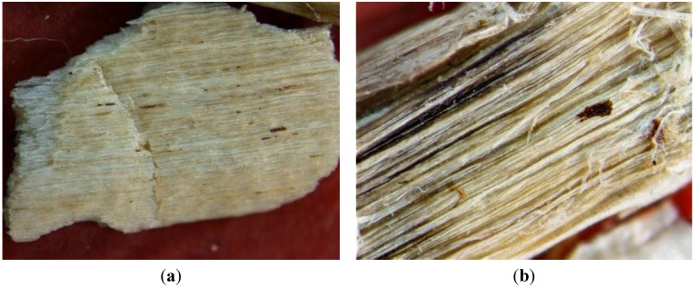 Micrographs of original sample of hemp hurds (a) and chemically modified by NaOH (b), EDTA (c) and Ca(OH)2 (d) (40 times of magnification).