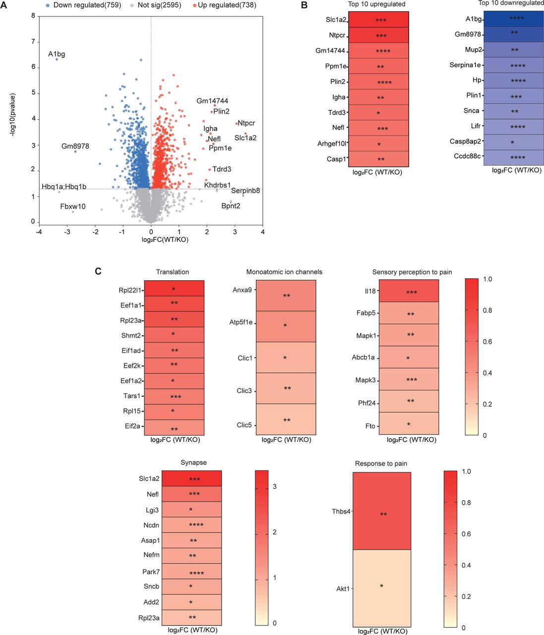 Protein enrichment analysis of wild type relative to NaV1.9 KO nerve terminals.(A) Volcano plot showing relative protein enrichment of the S2 fractions from wildtype compared to NaV1.9 KO mice. The red and blue dots depict the significantly (p<0.05) upregulated and downregulated proteins, n=3 biological replicates. (B) Heat maps showing the top 10 upregulated and top 10 downregulated proteins. (C) Differentially enriched proteins associated with the gene ontology categories translation, monoatomic ion channels, sensory perception to pain, synapse, ion channels, and response to pain. The annotation in the volcano plots is log2 fold change of top DEPs