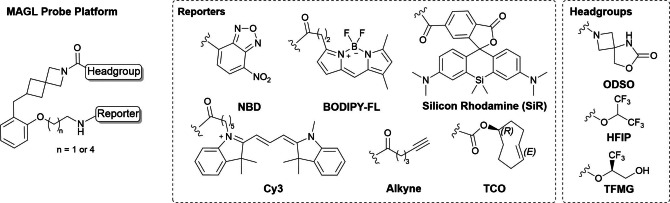 Key structures of MAGL probes with the optimal headgroups and reporter unit combinations were used throughout this investigation.