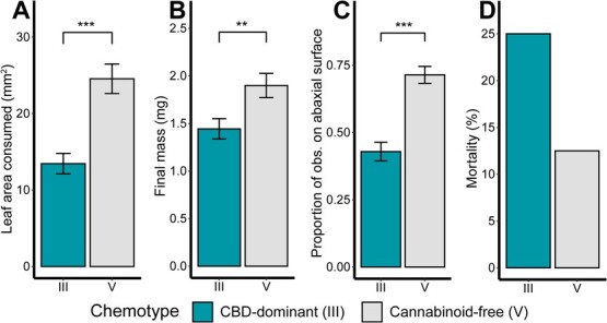 Results from detached-leaf bioassay of T. ni feeding on hemp leaves for 6 days. Leaves were collected from 12 genotypes: 6 cannabinoid chemotype III (CBD-dominant) and 6 chemotype V (cannabinoid-free). (A) Leaf area consumed after 6 days. (B) Final larval mass after 6 days. (C) Proportion of daily larval observations on the abaxial leaf surface. (D) Cumulative mortality (%) after 6 days. Colors indicate the leaf cannabinoid chemotype. Bars indicate means and error bars indicate standard error. Asterisks indicate significant differences between treatment groups based on a mixed-effect model with cannabinoid chemotype as a fixed effect and rep as a random effect (**, P < .01; ***, P < .001).