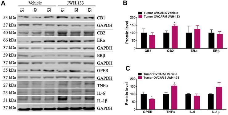 Increase in CB2 and TNFα but decrease in GPER protein levels in the OVCAR-5 ectopic xenograft tumors of SCID-SHO female mice receiving chronic systemic administration of JWH-133. JWH-133 (1 mg/kg i.p.) chronic administration for 30 days starting on day 30 of tumor growth produced an increase in CB2 (A, B) and TNFα (A, C) protein levels in the OVCAR-5 ectopic xenograft tumors of SCID-SHO female mice relative to the vehicle treated group. However, a decrease in GPER (A, C)) protein levels was in the OVCAR-5 ectopic xenograft tumors of SCID-SHO female mice receiving chronic administration of JWH-133 relative to vehicle group. Symbols represent the means ± SEM. (OVCAR-5 tumors in SCID-SHO female mice receiving vehicle, n = 3–6 SCID-SHO females; OVCAR-5 tumors in SCID-SHO female mice receiving JWH-133, n = 3–6 SCID-SHO females). *p < 0.033 unpaired t-test (t4 = 2.50, one-tailed); ^p < 0.0058 unpaired t-test (t7 = 3.387, one-tailed); +p < 0.0117 unpaired t-test (t4 = 3.568, one-tailed).