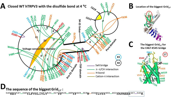 The grid-like noncovalently interacting mesh network along the PC-dependent minimal gating pathway of the oxidized hTRPV3 channel in a closed state at 4 °C.(A) The thermoring structure based on cryo-EM data of a single subunit of the oxidized closed hTRPV3 channel in cNW30 at 4 °C (PDB ID, 8V6K). The pore domain, the S4-S5 linker, the TRP domain, and the pre-S1 domain are indicated by black arrows, except the VSLD. Salt bridges, p interactions, and H-bonds between paired amino acid side chains along the PC-dependent minimal gating pathway from D396 to K705 are denoted in purple, green, and orange, respectively. The specific grid sizes necessary to regulate the least-stable noncovalent interactions in the grids are indicated with black numbers. The E467-K545 salt bridge in the biggest Grid17’ is emphasized in yellow. The dashed line represents the putative PC against W521. The total grid sizes and the total grid size-controlled noncovalent interactions along the PC-dependent minimal gating pathway are displayed in cyan and black circles, respectively. (B) The position of the biggest Grid17’. (C) The structure of the biggest Grid17’ with a 17-residue size to regulate the E467-K545 salt bridge in the VSLD. (D) The sequence of the biggest Grid17’ to control the E467-K545 salt bridge highlighted in the blue box.