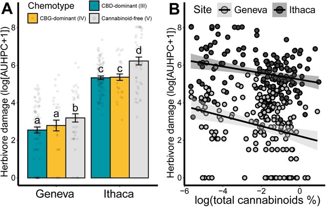 Herbivore damage on an F2 population of C. sativa segregating for cannabinoid chemotype. (A) Herbivore damage, log of area under the herbivory progress curve (AUHPC), by cannabinoid chemotype and field site. Herbivore damage was modeled using a mixed-effects model with site and cannabinoid chemotype as main effects and propagation method as a random effect. Letters indicate pairwise differences between chemotype-site groups based on a post-hoc multiple comparison using emmeans. Bars indicate means and error bars indicate standard error. (B) Correlation between total foliar cannabinoid concentration and herbivore damage by site. Regression lines are for a mixed-effects linear model with log(total cannabinoids %) and site as main effects. Light-shaded dots indicate plants in the Geneva trial, while dark-shaded dots represent plants in the Ithaca trial.