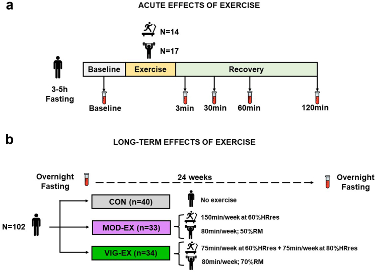 Design of the study investigating the acute (a) and long-term (b) effects of exercise on plasma levels of oxylipins, eCBs and their analogues in young adults. Abbreviations: CON, control group; HRes, heart rate reserve; min: minutes: MOD-EX, moderate-intensity exercise group; RM, repetition maximum; VIG-EX, vigorous-intensity exercise group.