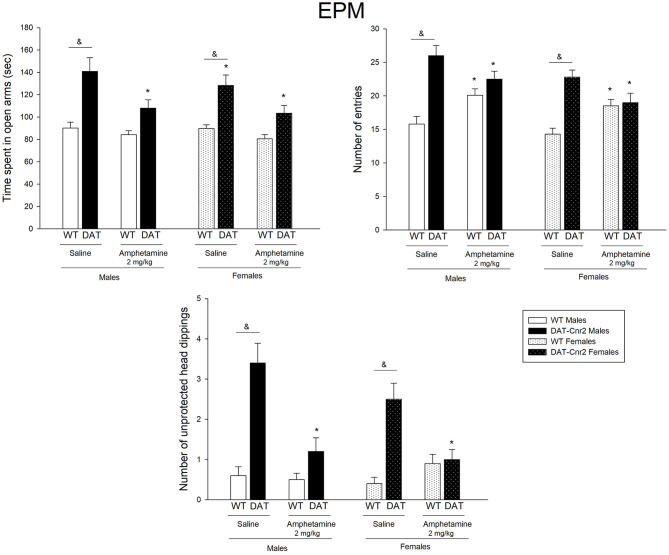 Performance of adolescent DAT-Cnr2 male and female mice in response to a single administration of a low dose of amphetamine on the specific parameters of the EPM. Time spent in the open arms of the maze, expressed in seconds over 5 minutes, number of entries in total as general locomotor activity during the test and number of unprotected head dips (UHD) as a measure of reduced inhibition. Data are depicted mean ± SEM. The white bars represent the WT and the black bars represent DAT-Cnr2 cKO mice. Males depicted in clean bars and females in bars with dots. Data are expressed as mean ± SEM (n = 10 mice per group). Three-way ANOVA followed by Tukey post hoc test *p < 0.05 for treatment and &p < 0.05 for genotype.