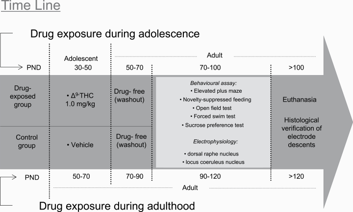 Schematic representation of the design and treatment schedule for each experiment: adolescent drug exposure group (top) and adult drug exposure group (bottom). Numbers on upper and lower margins represent the age of animals. PND, post-natal day.