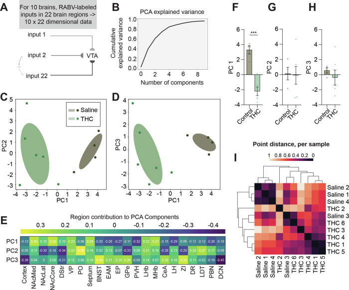 Identification of inputs driving the difference in connectivity to VTADA cells following adolescent THC exposure.A Schematic and explanation for how PCA analysis was carried out on the RABV tracing dataset. B Proportion of cumulative variance explained by each principal component. C Plot of PC1 and PC2 from brains of control and THC-treated mice. D Plot of PC1 and PC3 from brains of control and THC-treated mice. E Heatmap of the contributions of each brain region, or feature, in the data to PCs 1 through 3. Comparison of total PC values for each brain along (F) PC 1, (G) PC 2, and (H) PC 3. F Control 3.3 vs. THC −2.2, p = 0.0002. G Control 0.13 vs. THC −0.09, p = 0.89. H Control 0.57 vs. THC −0.38, p = 0.48. I To further quantify relationships between brains and conditions, the Euclidean distance between each brain from control and THC-treated mice in the PC1 versus PC2 coordinate space was calculated. These distances were then plotted in a heatmap with brains being organized by similarity assessed by hierarchical clustering.