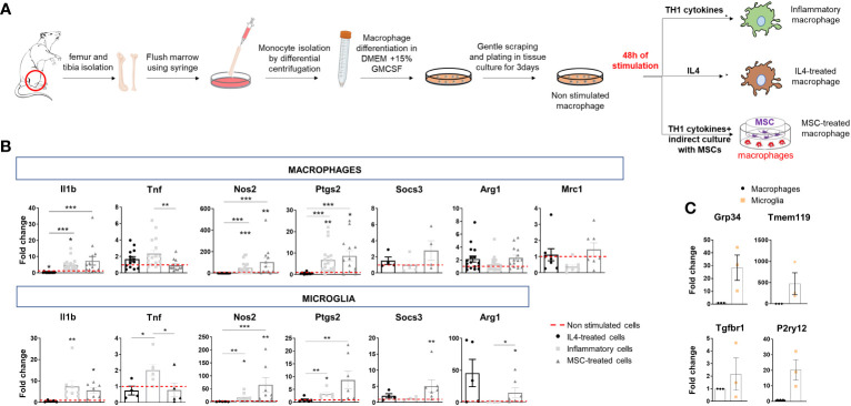 Polarization of bone marrow-isolated macrophages and expression of inflammatory and pro-regenerative markers. (A) Schematic representation of macrophage differentiation and polarization in vitro. (B) Gene expression of inflammatory markers (Il1b, Tnf, Nos2 and Ptgs2) and pro-regenerative markers (Socs3, Arg1, Mrc1) in macrophages (top) and microglia (bottom) under the same experimental conditions: IL4 treatment, stimulation with inflammatory cytokines (inflammatory cells) or inflammatory cytokines and MSCs (MSC-treated cells). Data are normalized to non-stimulated cells (fold change of 1) (macrophages, Kruskal–Wallis test with Dunn’s multiple comparison: Il1b p<0.0001 number of independent experiments N=13; Tnf p=0.0024 N=12; Nos2 p<0.0001 N=12; Ptgs2 p<0.0001 N=13; Socs3 p=0.3221 N=4; Arg1 p=0.0414 N=14; Mrc1 p=0.0398 N=7. microglia, Kruskal–Wallis test with Dunn’s multiple comparison: Il1b p<0,0001 N=5; Tnf p=0.0071 N=4; Nos2 p<0,0001 N=5; Ptgs2 p=0.0005 N=6; Socs3 p=0.0080 N=4; Arg1 p=0.0026 N=5). (C) Low gene expression of homeostatic microglia markers (Gpr34, Tmem119, Tgfbr1, P2yr12) in bone marrow-derived macrophages compared to microglia in primary cultures (N=3/group; Gpr34 t-test p=0.0493, Tmem119 t-test p=0.1397 and P2ry12 t-test p=0.0419 p=0.1000, Tgfbr1, t-test p=0.4142).
