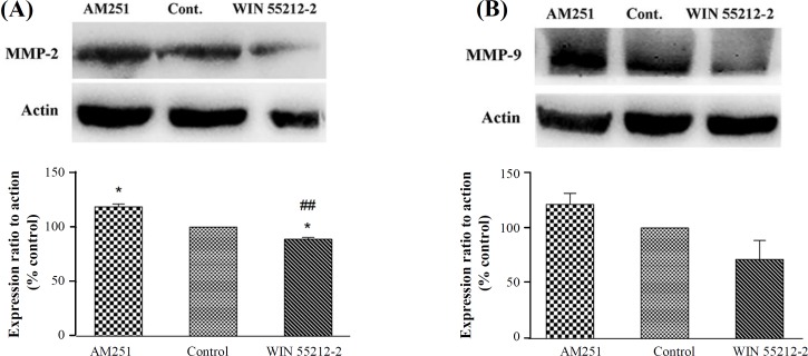Expression of (A) MMP-2 and (B) MMP-9 after treatment with 3 μM WIN 55212-2 and 0.2 µM AM251 by Western blot analysis. Data were expressed as mean ± SEM. *p < 0.05 as compared with the control group. ##p < 0.05 as compared with the AM251 group