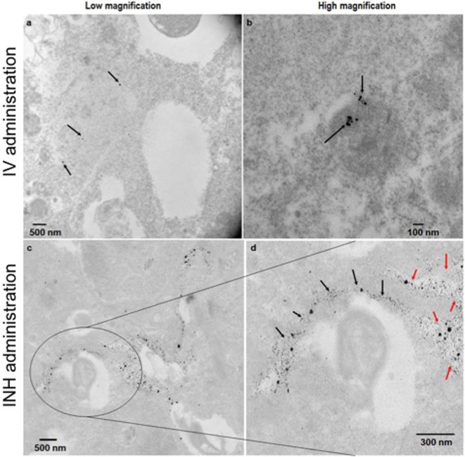 TEM images of the lung tumor sections with nanoparticles drones administered intravenously (A,B) or via inhalation (INH) route (C,D). Panel (D) is a magnified area of the image in panel (C) to show the nanoparticles drones that have migrated from the air spaces (red arrows) to the tumor tissue (black arrows).