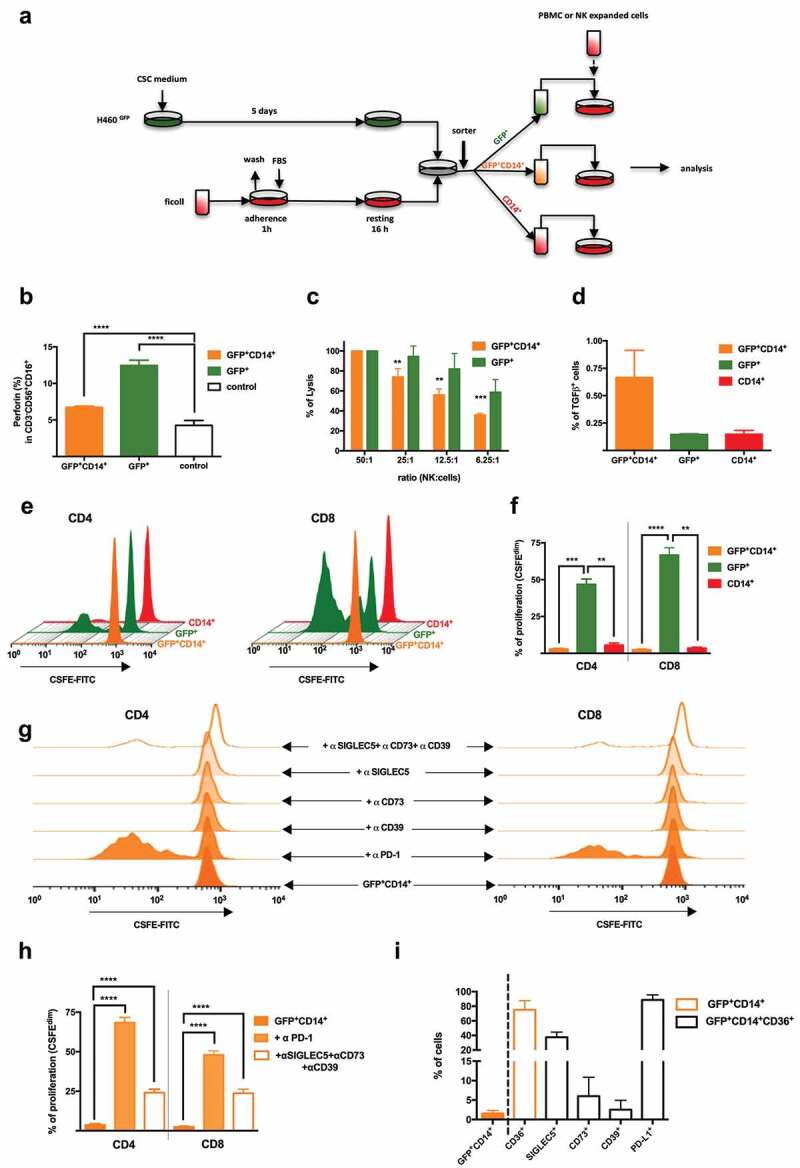 THCs downregulate in vitro immune response.