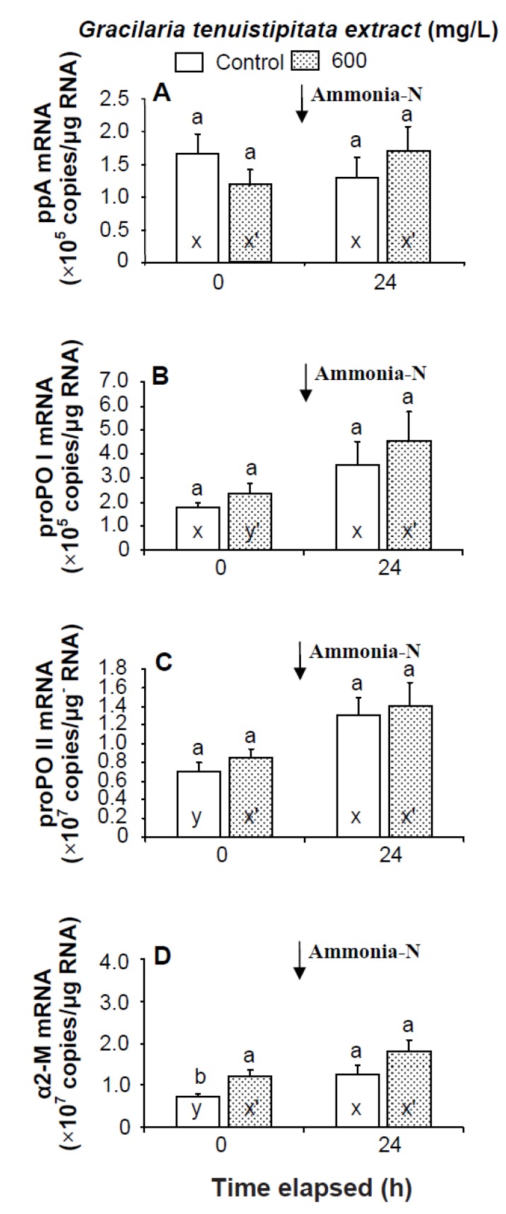 Transcript levels of (A) prophenoloxidase activating enzyme (ppA); (B) prophenoloxidase I (proPO I); (C) proPO II; and (D) α2-macroglobulin (α2-M) of hemocytes of white shrimp Litopenaeus vannamei immersed in seawater containing Gracilaria tenuistipitata extract at 0 (control) and 600 mg/L for 3 h and then exposed to seawater containing 5 mg/L ammonia-N for 24 h. Data with different letters (x, y) and with different letters (x′, y′) are significantly different (p < 0.05) before and after ammonia stress between control shrimp and between GTE receiving shrimp.