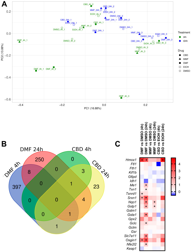 Transcriptomic profile of neurons treated with dimethyl fumarate (DMF), monomethyl fumarate (MMF), or cannabidiol (CBD). (A) Principal component analysis of the gene expression profile of neurons treated with 30 µM DMF, 30 µM MMF, 6 µM CBD, or their respective vehicles (DMSO or EtOH) for 4 and 24 h. Each condition presents experimental triplicates. The x-axis represents the first principal component (PC1), and the y-axis represents the second principal component (PC2). The percentages indicated in parentheses represent the percentages of variation explained by the principal components. (B) Venn diagram showing the number and overlap of the differentially expressed genes (DEGs) in neurons treated with DMF or CBD for 4 and 24 h. (C) Heat map representing the expression levels of genes from the Nrf2 signaling pathway. Gene expression levels are represented with the log2 of the fold change (FC), indicating the ratio of the gene expression in the drug-treated cells compared to their respective vehicle. * p-adj < 0.05.