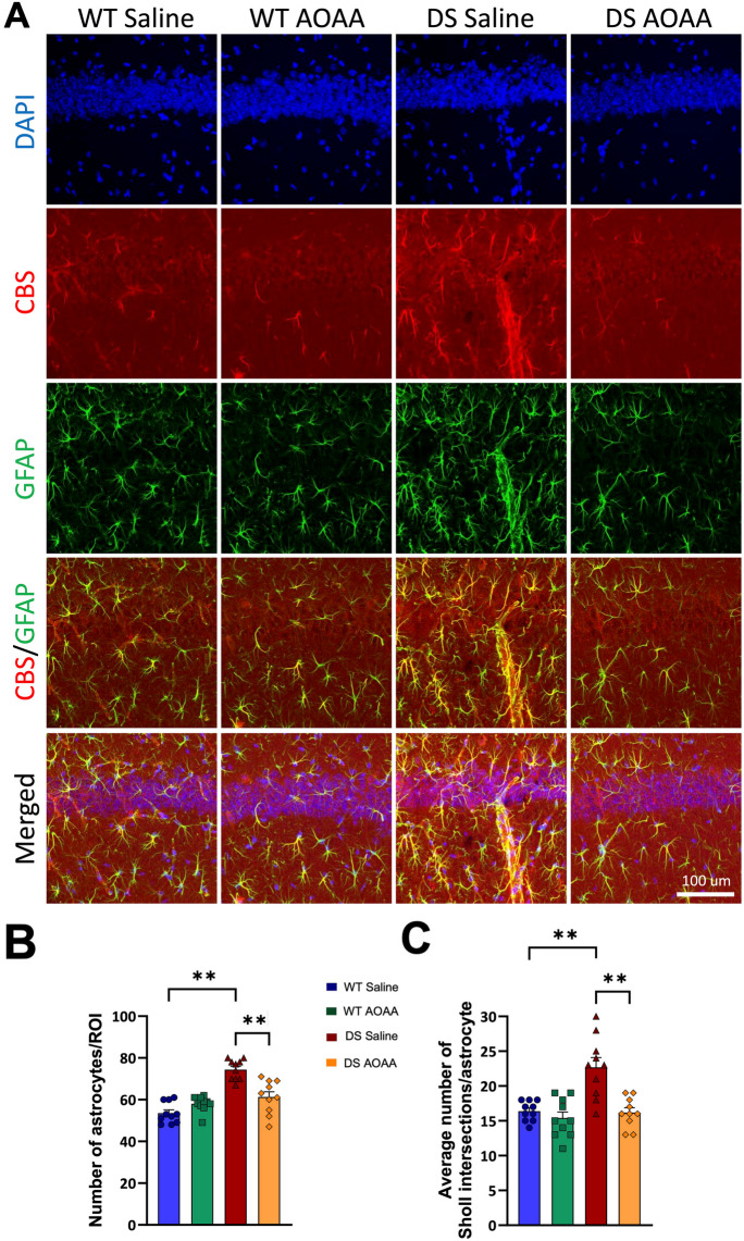 Reactive astrogliosis in the DS brain. Immunohistochemical staining of mouse brain sections of wild-type and DS mice (with or without AOAA treatment) was analyzed in the CA1 region of the hippocampus. Images were acquired using confocal microscopy in 3D at × 40 magnification and are shown as maximum intensity projections of the whole z-stack of 30 μm. Immunofluorescence labeling for marker of astrocytes GFAP (green), CBS (red), and counterstaining with DAPI (blue) is shown. A Representative images; B astrocyte density; C Sholl analysis of astrocyte intersections. Each bar represents the mean ± SEM of 10 animals per group; **p ≤ 0.01. DS was associated with reactive astrogliosis, as evidenced by higher astrocyte numbers, larger astrocyte cell size, and more complex branching