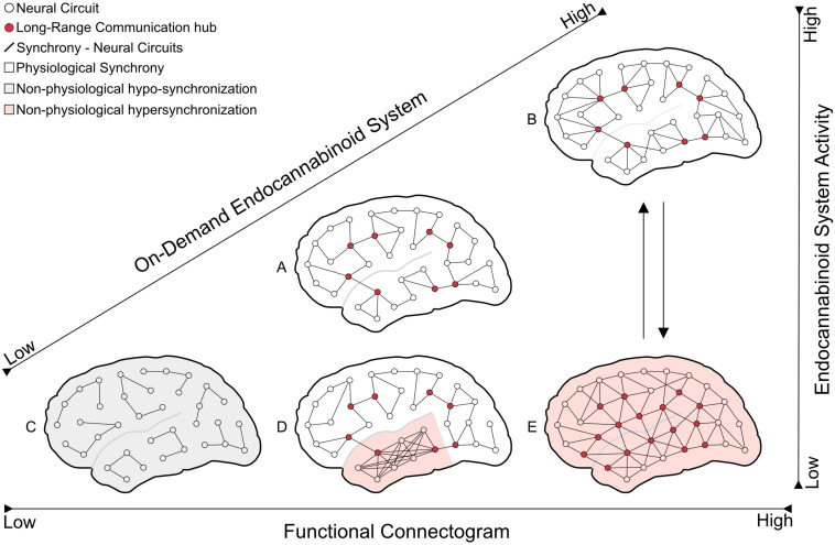 The schematic model depicts the endocannabinoid system’s hypothetical effect on network synchrony at different functional connectogram levels. The on-demand endocannabinoid system activity would suppress the pathological excessive neural synchrony (seizure) and maintain the brain in physiological conditions even in functional connectogram fluctuations. (A) brain in the physiological resting state; (B) brain in the physiological state of a hard mental workload (increasing of neural network synchronization compared with A); (C) brain at anesthetized/comatose state (severe decrease in circuits communication – hypo-synchronization); (D) disordered/excessive neural synchrony at a distinct brain area (focal seizure – hypersynchronization); and (E) extensive and unspecific pathological synchronization (generalized seizure – hypersynchronization).