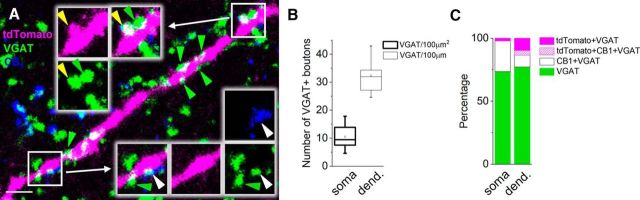 One-quarter of GABAergic inputs onto VIP+ INs originate from other VIP+ and/or CB1+ GABAergic cells. A, Maximum projection intensity image (with an optical thickness of 0.35 μm) of a VIP/tdTomato+ dendrite showing close appositions of several VGAT+ varicosities (green arrowheads), among which VIP/tdTomato/VGAT+ (yellow arrowhead) or CB1/VGAT+ boutons (white arrowhead) could be occasionally observed. Scale bar, 2.5 μm. B, Plot indicates the number of VGAT+ varicosities on the somata and dendrites of VIP+ INs (n = 9). The mean (small open square), the median (midline of the box), the interquartile range (box), and the 5/95% values (ends of whisker bars) are shown. C, Percentage of GABAergic boutons expressing VIP/tdTomato and/or CB1 in addition to VGAT. We could detect 219 VGAT+ varicosities on the somata of 9 VIP+ INs, and 223 on their dendrites.