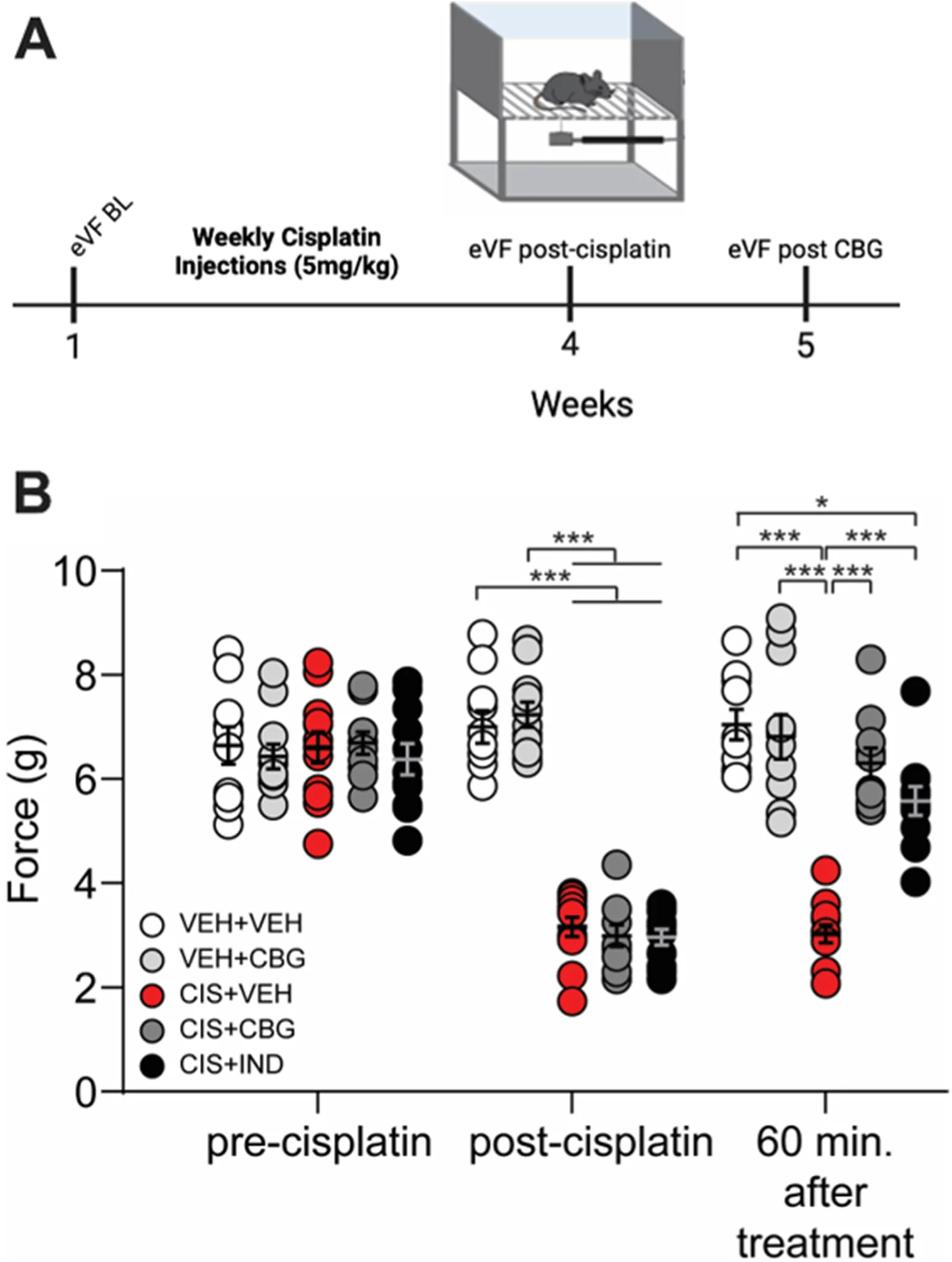 CBG attenuates mechanical hypersensitivity in CIPN male mice. (A) Schematic of the experimental design. Male mice received weekly intraperitoneal injections of cisplatin (5 mg/kg) for 4 weeks. One week after confirming the development of mechanical hypersensitivity (reduced mechanical threshold), animals were treated acutely with vehicle, CBG (20 mg/kg, i.p.), or the comparator indomethacin (IND, 10 mg/kg, i.p.), followed by behavioral testing 60 minutes post-treatment. (B) Mechanical threshold was assessed using the electronic von Frey test and expressed as force (g). Data are presented as mean ± SEM. *p < 0.05, ***p < 0.0001. n = 10-12 animals per group.