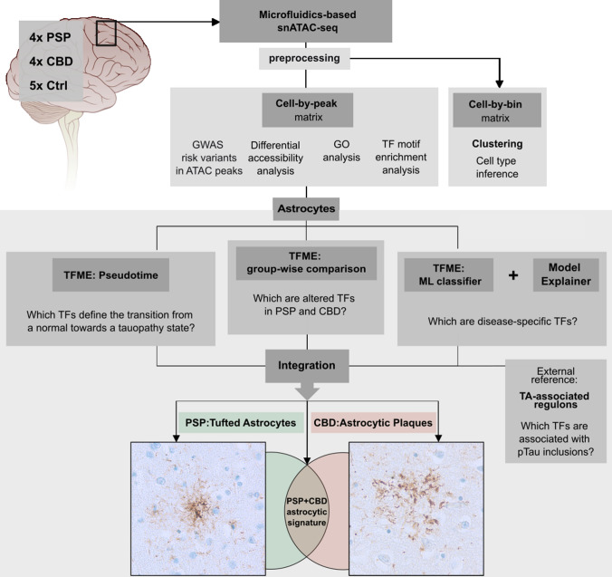 Concept of the bioinformatical analysis. SnATAC-sequencing was applied to snap-frozen frontal cortex samples from deceased PSP, CBD, and Ctrl individuals. Raw sequencing reads were preprocessed and resulting matrices were then used (i) for graph-based clustering and cell type inference (using a binned genome), and (ii) for GWAS risk variant-association with cell types, differential accessibility analysis and GO, as well as TF-motif analysis (using the peak matrix). Downstream, only the astrocytic cluster was investigated (boxed lower part). To find significantly altered TFs in tauopathy-derived astrocytes, disease-wise comparisons of TFME were conducted (mid panel). TFME changes along pseudotime trajectories were assessed to identify TFs linked with pathogenesis (left). An ML-based disease classifier was utilized to delineate disease-specific TFs in a more unbiased approach (right). Significant results from these three branches were refined by a TF profile linked to the presence of astrocytic pTau inclusions in PSP (Tufted Astrocytes, TA). Finally, this multilayered regulon pattern was integrated to define a general astrocytic tauopathy TF signature, or entity-specific astrocytic TF signatures. These are presumed to mirror the neuropathological context of characteristic pTau inclusions in astrocytes, namely TA in PSP and AP in CBD. AP astrocytic plaque, GO gene ontology, GWAS genome wide association studies, ML machine learning, pTau hyperphosphorylated Tau, TA tufted astrocyte, TFME transcription factor motif enrichment. The brain illustration was modified from https://de.m.wikipedia.org/wiki/Datei:Brain_stem_normal_human.svg (CC-Attribution-2.5 License 2006)