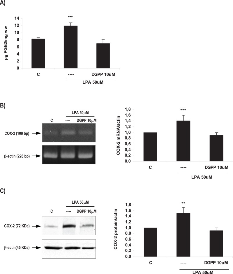 LPA3 mediated LPA effect on the production of PGE2 and on COX-2 expression in the rat uterus during the window of implantation.Uterine strips from rats pregnant on day 5 of gestation (implantation window) were incubated with LPA 50 µM for 6 h in the presence of DGPP 10 µM (a selective LPA3 antagonist) and the production of PGE2 (A) and the expression of COX-2 mRNA (B) and protein (C) were determined. In A and B: *** p<0,001 vs the rest; In C: ** p<0,01 vs the rest. Results are shown as means ± sem. N = 4–6 for each point. C: control.