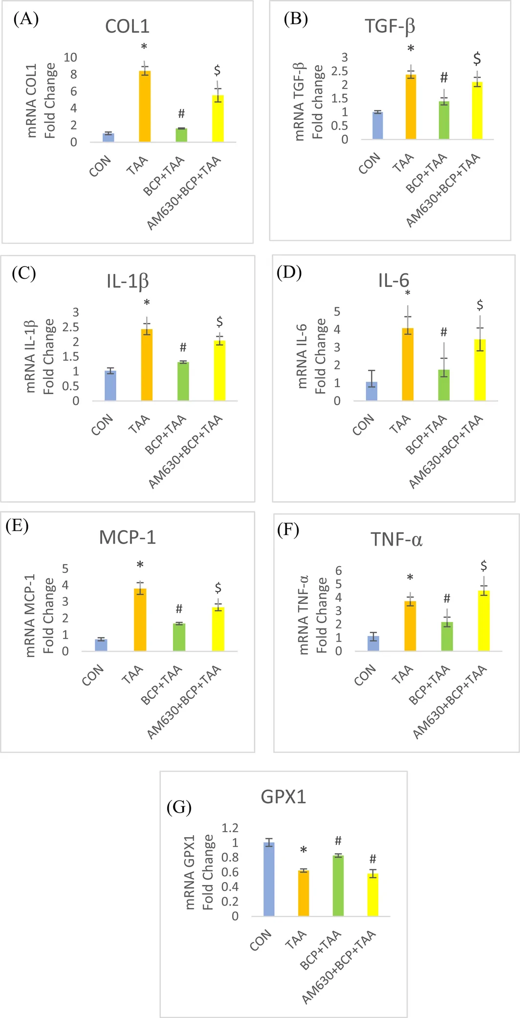 Gene expression of fibrotic, inflammatory and oxidative markers. (A) Col‐1, (B) TGF‐β, (C) IL‐1β, (D) IL‐6, (E) MCP‐1, (F) TNF‐α, (G) GPX1. *p < 0.05 CON vs. TAA, # p < 0.05 TAA vs. BCP + TAA, $ p < 0.05 BCP + TAA vs. AM630 + BCP + TAA (one‐way ANOVA followed by DMRT). CON: Control, BCP + TAA: β‐Caryophyllene+ Thioacetamide treatment, AM630 + BCP + TAA: AM630 + β‐Caryophyllene+ Thioacetamide.