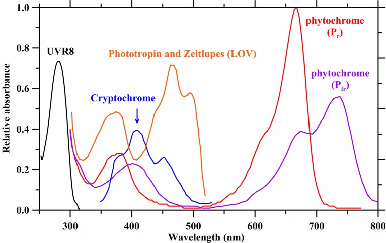 Absorbance spectra of photoreceptors. Spectrum data are derived from Taiz and Zeiger (2002), Galvão and Fankhauser (2015), and Sager et al. (1988).