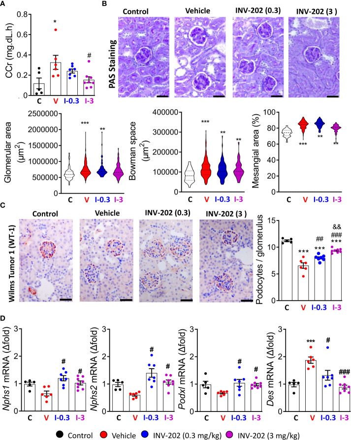 Effects of INV-202 treatment on glomeruli. (A) Summary of calculated CCrs. (B) Representative PAS staining performed on histological sections of kidneys from mice. Graphs summarize the mean glomerular area, Bowman space, and mesangial area (scale: 50 µm). (C) Representative immunostaining for Wilms tumor-1 protein (scale: 50 µm) with analysis of the mean podocyte numbers per glomerulus cross-section. (D) Nphs1, Nphs2, Podxl, and Des mRNA expression coding for nephrin, podocin, podocalyxin, and desmin, respectively. Statistical significance versus nondiabetic control: *p < 0.05; **p < 0.01; ***p < 0.001; versus vehicle: #p < 0.05; ##p < 0.01; ###p < 0.001; versus INV-202 group, 0.3 mg/kg: &p < 0.05; &&p < 0.01. CCr, creatinine clearance; PAS, periodic acid-Schiff. C: non-diabetic control mice, V: Vehicle-treated diabetic mice, I-0.3: INV-202-treated diabetic mice (0.3 mg/kg), I-3: INV-202-treated diabetic mice (3 mg/kg).