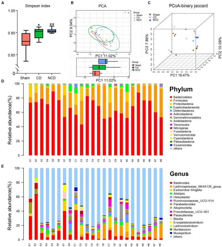 Differential profiles of gut microbiota among Sham, CD, and NCD groups. (A) Simpson index [F(2, 21) = 6.557, P = 0.006]. (B) The PCA of gut microbiota (PC1 vs. PC2). (C) PCoA-binary Jaccard dissimilarity. (D) The top 15 abundant flora among the groups at the phylum level. (E) The top 15 abundant flora among the groups at the genus level. Data are presented as means ± SEM (n = 8 per group) and analyzed by one-way ANOVA followed by Tukey's post hoc test. *P < 0.05, **P < 0.01. CD, cognitive dysfunction; NCD, non-cognitive dysfunction; N.S., not significant.