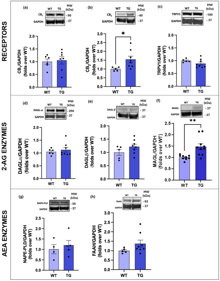 Retinal expression of ECS components. Western blot analysis of CB1 (a), CB2 (b), TRPV1 (c), DAGLα (d), DAGLβ (e), MAGL (f), NAPE‐PLD (g), and FAAH (h) in the retinas of the two experimental groups. Molecular weights (MW) are shown on the right‐hand side. Data are shown as mean ± SEM (n = 4–10). The black dots indicate individual samples. Details of the statistics are reported in Table S1. Original whole western blot bands are reported in Figures S1–S8. Some proteins were probed on the same membranes and, therefore, the GAPDH housekeeping band is similar within each respective pair of figures (Table S4). For abbreviations see the abbreviations list.