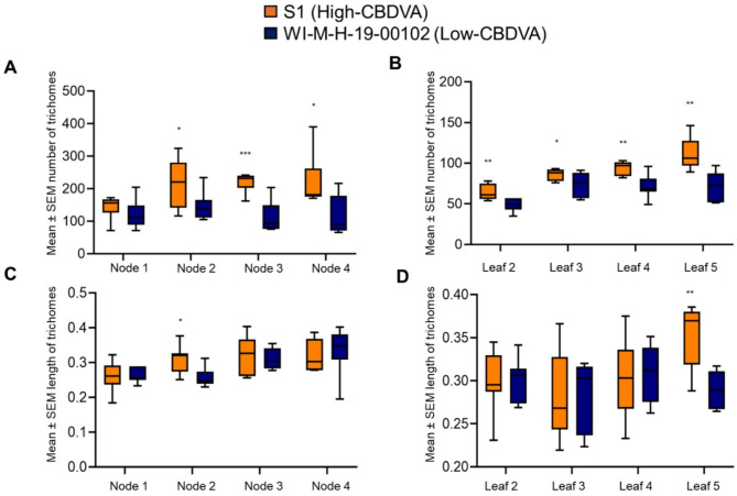 Trichome density and length in high- and low-cannabidivarinic acid (CBDVA) hemp genotypes. The differences observed in trichomes on high- (S1) and low- (WI-M-H-19-00102). (A) The number of trichomes observed on meristems, (B) the number of trichomes observed on leaves, (C) the length of trichomes observed on meristem, and (D) the length of trichomes observed on leaves. Images of the meristem between nodes as well as the middle section of the middle leaflet were taken with a Dino-Lite AM4113T at 225X magnification The trichome density and trichome length were done using ImageJ. The density and length were analyzed with unpaired one-tailed t-test. Asterisks indicate significance, * P < 0.05, ** P < 0.01, *** P < 0.005