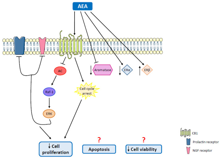 Antitumor effects mediated by AEA on ER+ breast tumors. The sustained activation of the Raf-1/ERK pathway, as well as cell cycle arrest, reduces cell proliferation and survival. AEA is also able to inhibit aromatase function and decrease its protein levels, to downregulate ERα and upregulate ERβ, inducing apoptosis and decreasing cell viability. AC: adenylyl cyclase; CB1: cannabinoid receptor 1; ERα: estrogen receptor α; ERβ: estrogen receptor β; ERK: extracellular signal-regulated kinase; NGF: nerve growth factor; Raf-1: proto-oncogene Raf-1.