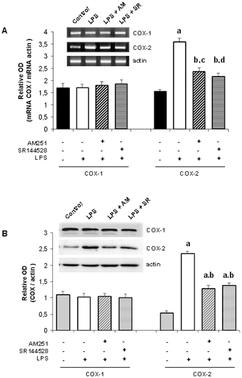 LPS-induced COX-2 expression is mediated by endocannabinoids.Densitometric analysis of A) mRNA and B) protein expression of COXs. Uterine explants were incubated with LPS alone (1 ug/ml), LPS plus AM251 (10 nM) or LPS plus SR144528 (10 nM) for 24 h. A) ANOVA test. a, p<0.001 vs control; b, p<0.001 vs LPS; c, p<0.01 vs control; d, p<0.05 vs control. n = 5. B) ANOVA test. a, p<0.001 vs control; b, p<0.001 vs LPS; n = 4. One representative gel/blot is shown.